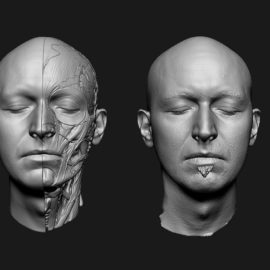 3D Anatomical Model-Reference Collection Free Download