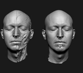 male head scan ecorche Free Download