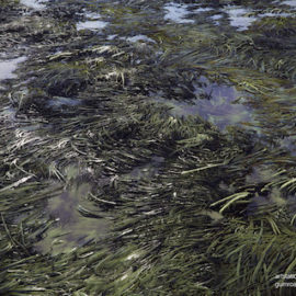 Material – Wet marsh grass Free Download