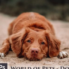 CreativeMarket – World of Pets Dogs Lightroom Presets 4413945