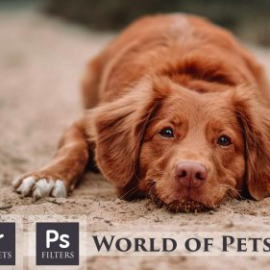 CreativeMarket – World of Pets Dogs Lightroom Presets 4413945