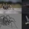 Udemy – Blender 2.81 – Spiders and insects creation from scratch