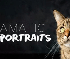 Pet Portraits: Capture Studio-Quality Photos of Your Pet