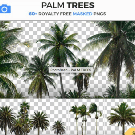 PhotoBash PALM TREES Free Download