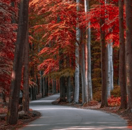 Adrian Sommeling – Turn a Summer Forest Into an Autumnal Scene