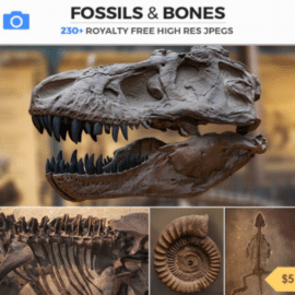 PhotoBash FOSSILS & BONES Free Download