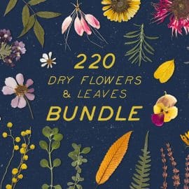 CreativeMarket BUNDLE – Dry Flowers & Leaves Free Download