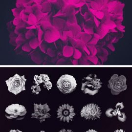 15 Flower Photoshop Brushes Free Download