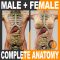 3D Human Male/Female Complete Anatomy Free Download