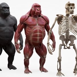 3D Scan Store Gorilla Écorché