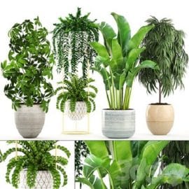 Collection of plants