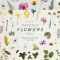 CreativeMarket BUNDLE  Dry Flowers and Leaves 4592866