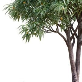 Deciduous tree with fruit Medlar