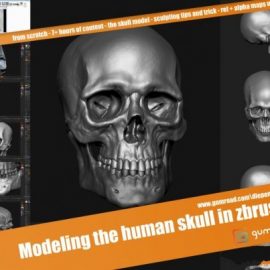 Gumroad – Modeling the human skull in zbrush Free Download