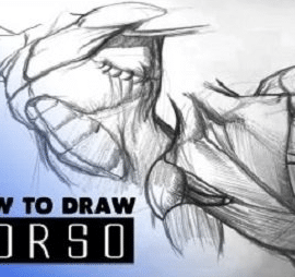 How to Draw the Human Torso – Drawing the Body