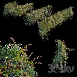 Trailing ivy 3 3D model