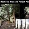 Trees: Realistic Forest Plants Pack