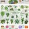 House Plants Watercolor Clip Art Free Download