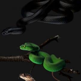 PNG clipart Snake Free Download