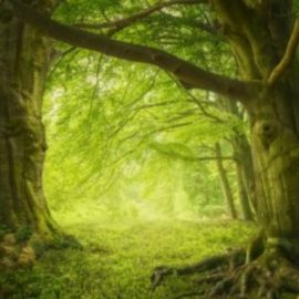 Adrian Sommeling – Magic Forest Speed post process