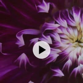 CreativeLive – The Art of Flower Photography