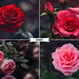 CreativeMarket – Rose Photoshop Action 4974092