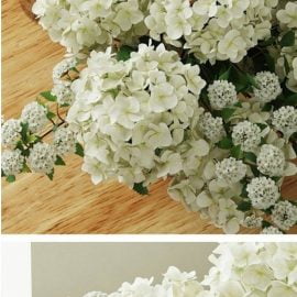 Hydrangea 2 Free Download