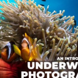 An Introduction to Underwater Photography for Beginners and Professionals