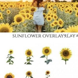 CreativeMarket Sunflower Photoshop Overlays PNGs 5264990 Free Download