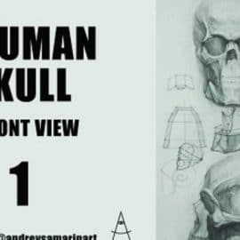 A Human Skull – a Front View masterclass