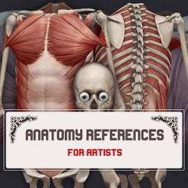 ANATOMY References For Artists