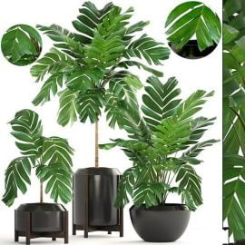 Collection of Palms Plants Free Download