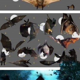 DesignBundles 32 Halloween overlay Photoshop overlay Realistic bat clipart Free Download