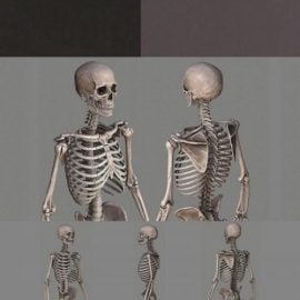 Human Skeleton Caucasian Male 3d model Free Download