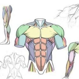 Udemy – How to Draw Dynamic Anatomy – Step by Step