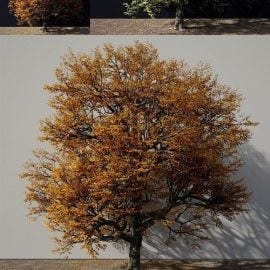 A Tree In Green And Autumn Colours Free Download