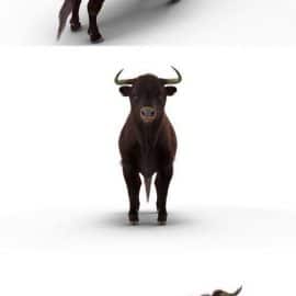 Bull Rigged with Fur Free Download