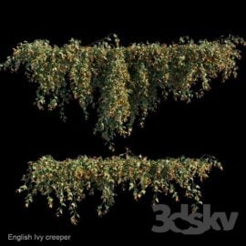 English Ivy creeper 3d model Free Download