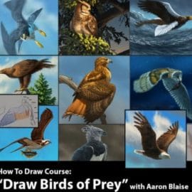 How to Draw Birds of Prey with Aaron Blaise