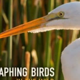 Photographing Birds in the Wild