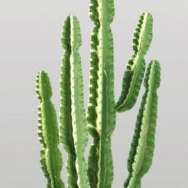 Cactus | Euphorbia ingens Free Download