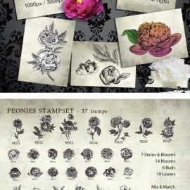 CreativeMarket Procreate Peonies Stampset 4680116 Free Download