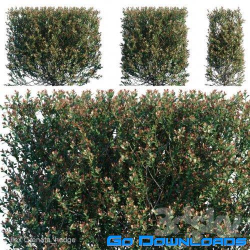 Ilex Crenata hedge 3d model Free Download