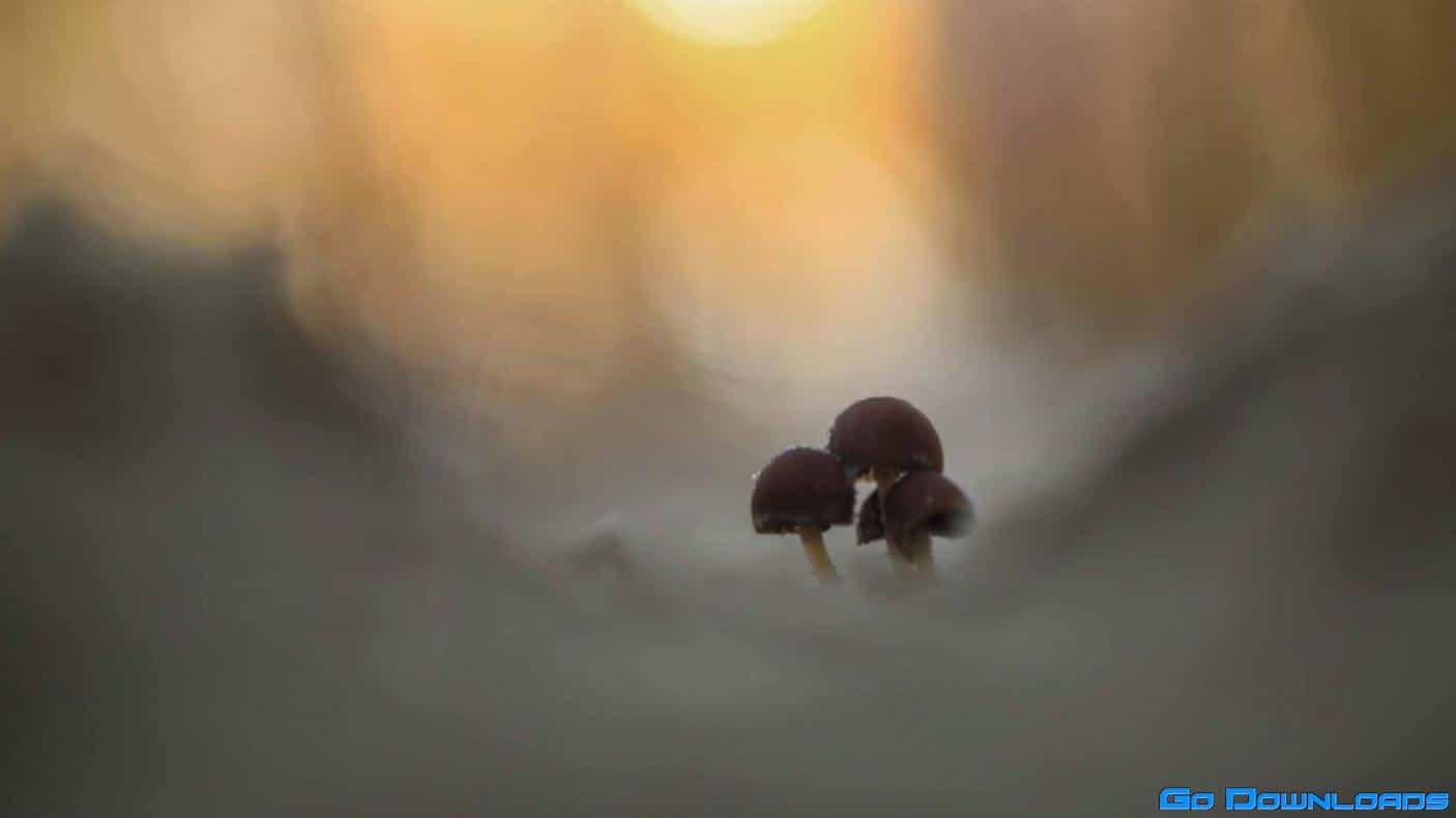 Mango-Ice Photography – Shooting Dune Mushrooms on the Beach