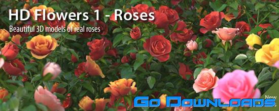 Mentorplants HDflowers 1 Roses Free Download