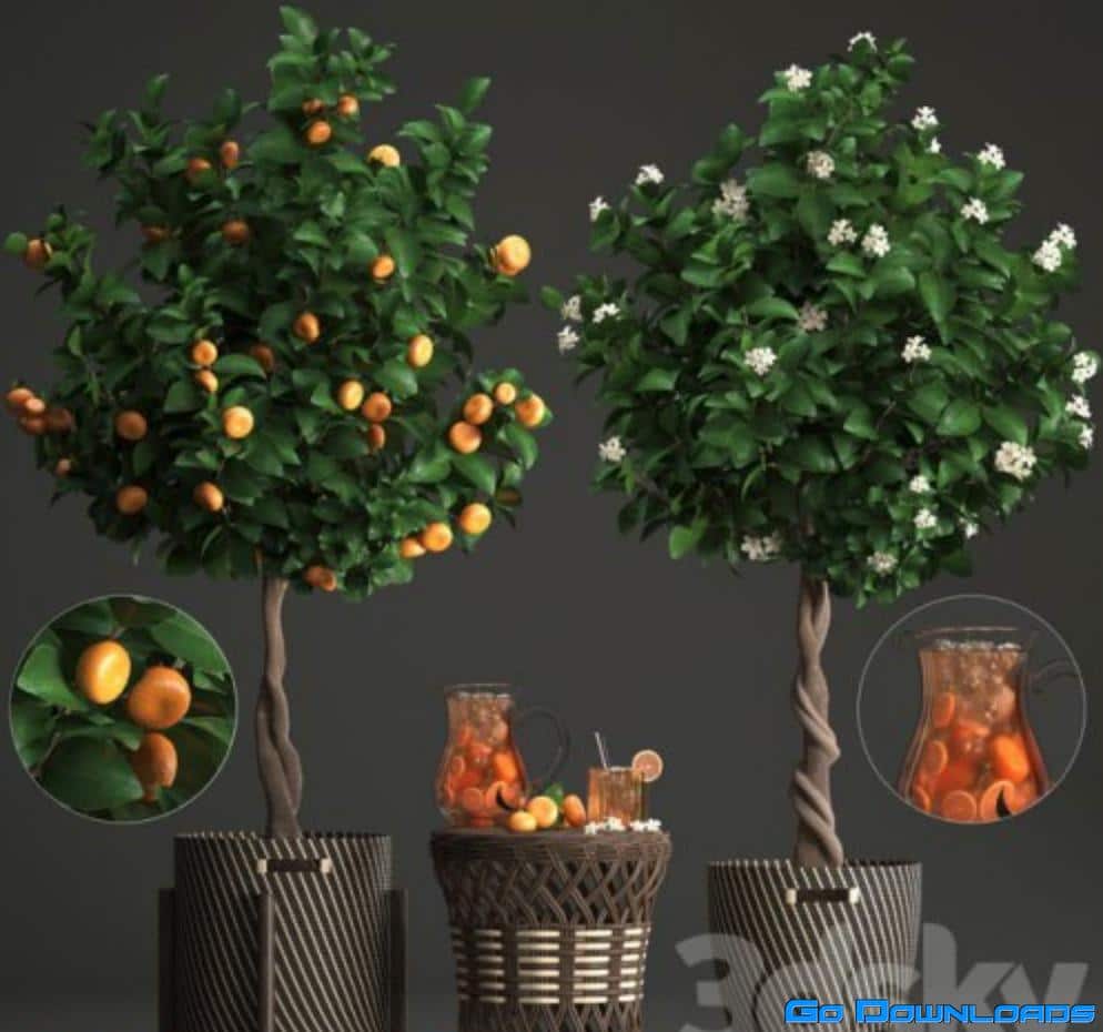 Plant collection 267. Citrus mandarin Free Download