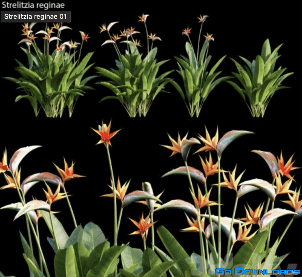 Strelitzia reginae 01 Free Download