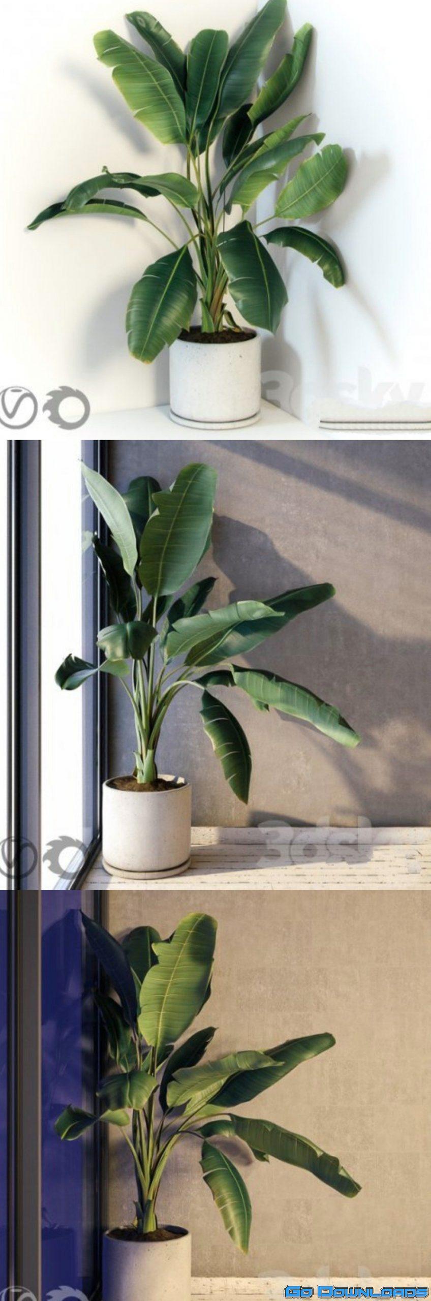 Plant Strelizia in a concrete pot Free Download