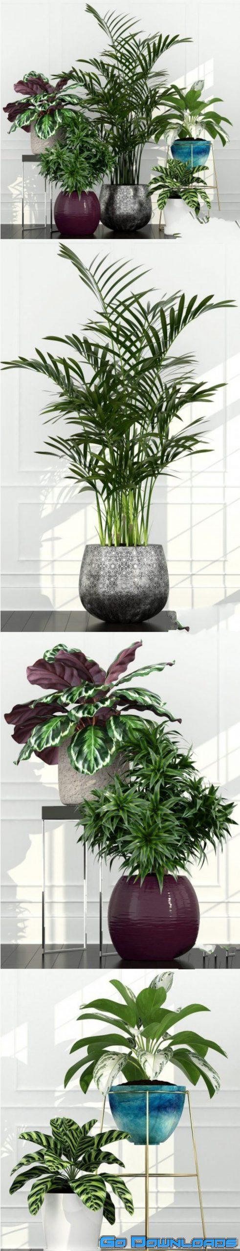 Plants Collection 155 3d models Free Download