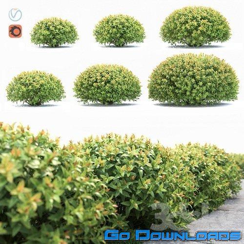 Spirea Japanese (Spirea japonica) Free Download